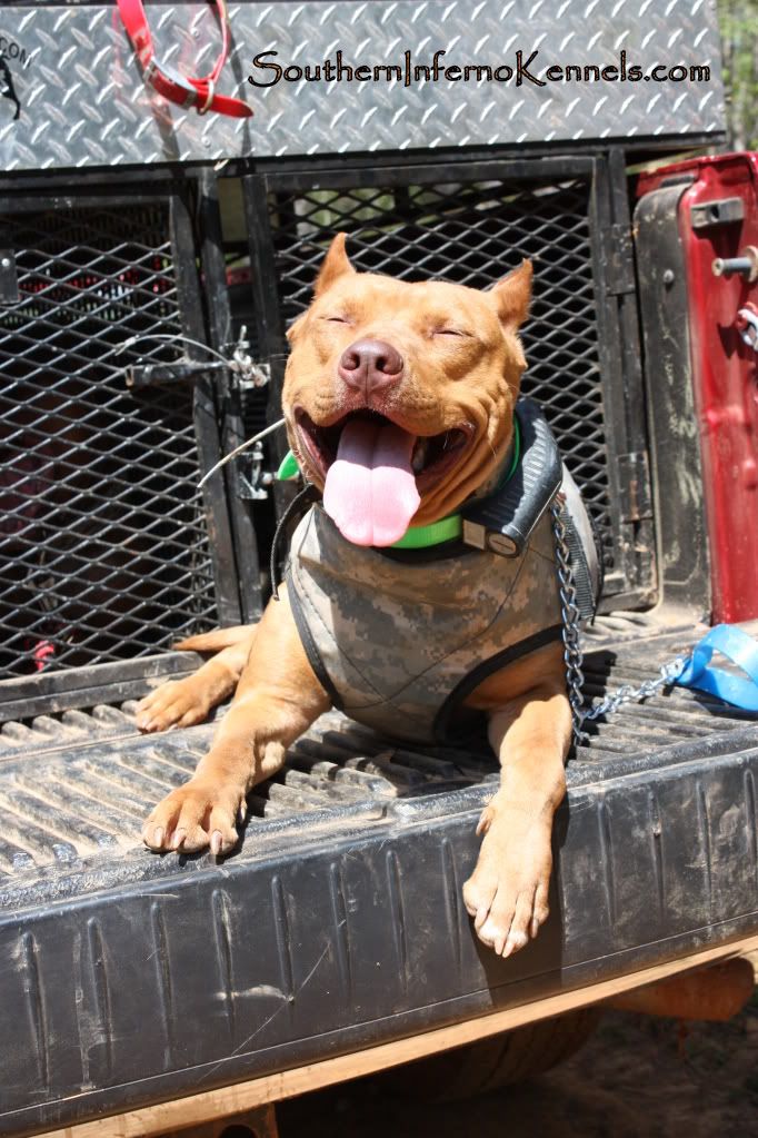 Questions about hog hunting Pitbulls Go Pitbull Dog Forums